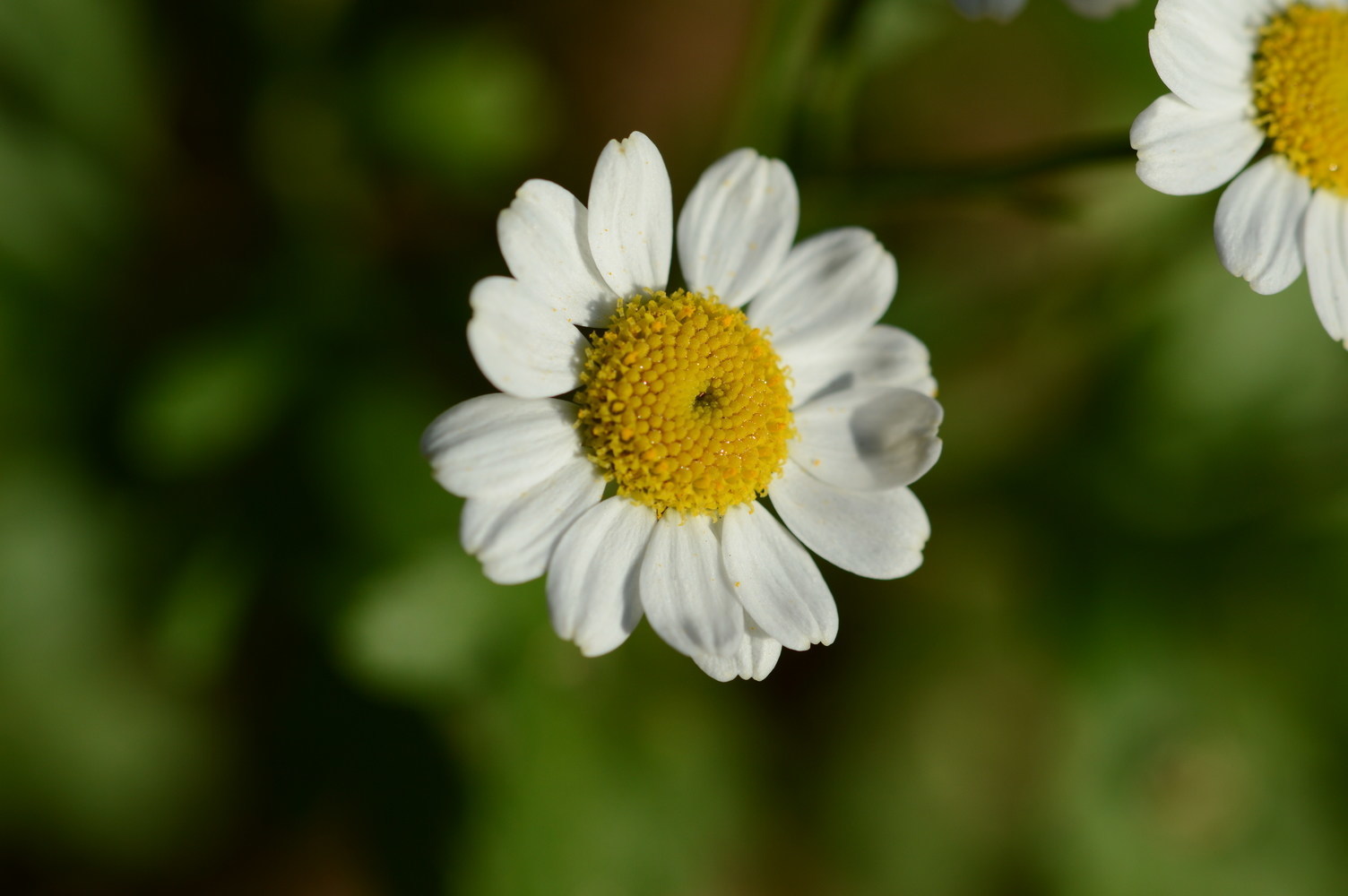 Chamomile